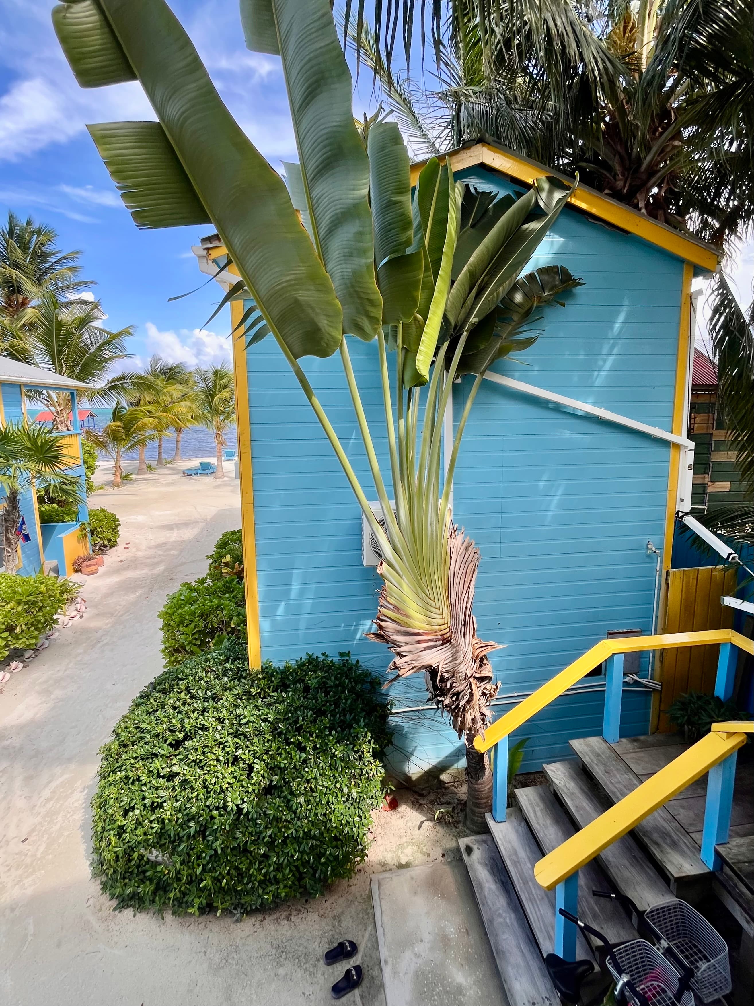 A vibrant blue house with a large palm tree and tropical plants, set against a sunny beach backdrop.