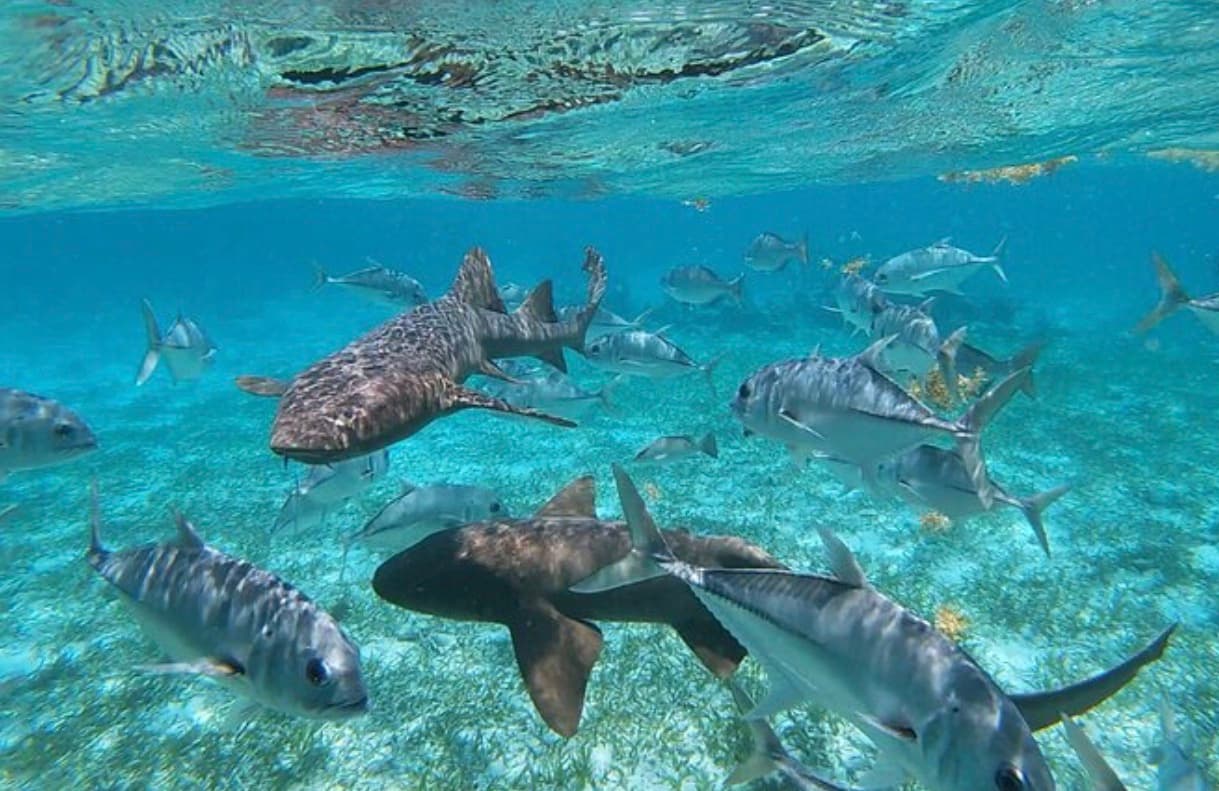 A diverse group of fish, including a shark, swims in clear blue water.