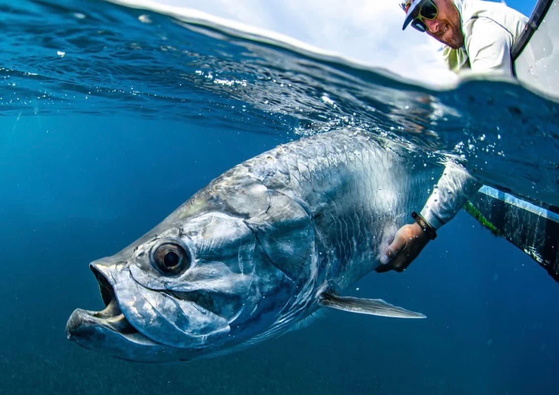 A fisherman holds a large silver fish just above the water's surface.